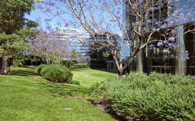 Garden with lawn, shrubs and blossoming trees